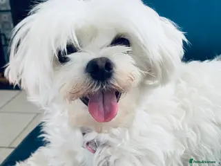 Maltese dogs ADORABLE MALTESE PUPPY - BOY - Advert 1