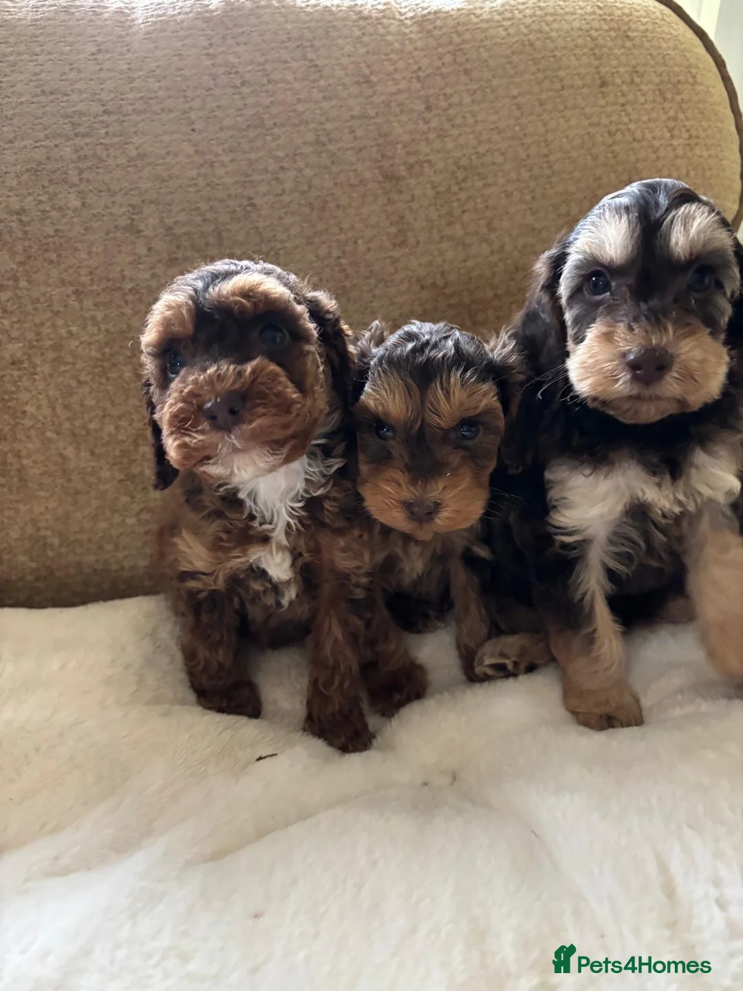 Cockapoo dogs for sale: LICENSED BREEDER QUALITY HEALTH TESTED COCKAPOOS - Advert 1