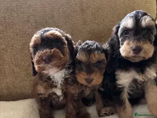 Cockapoo dogs LICENSED BREEDER QUALITY HEALTH TESTED COCKAPOOS - Advert 5