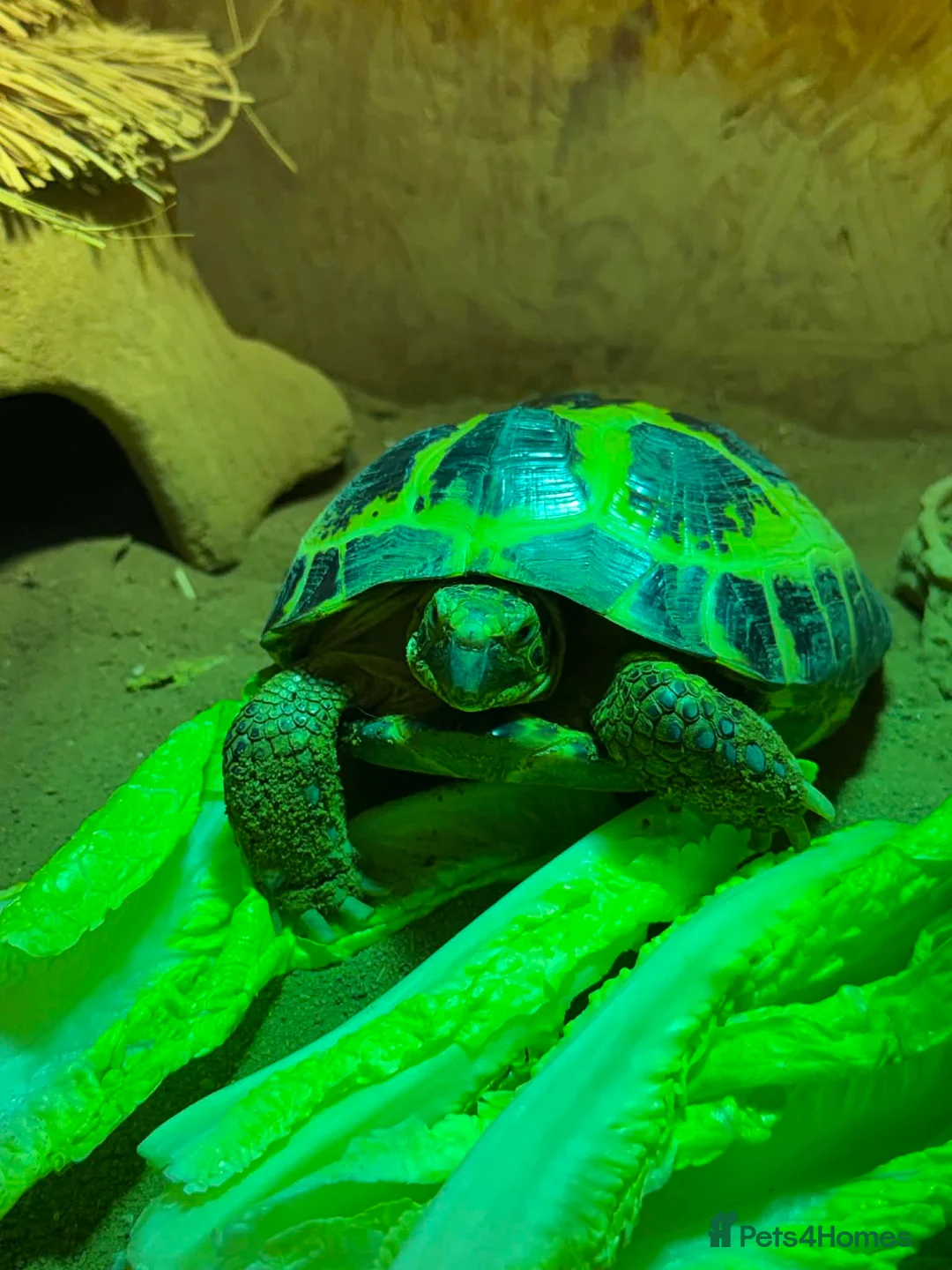 Hermann Tortoise reptiles for sale: Male Tortoise Looking for a Loving Home - Advert 2
