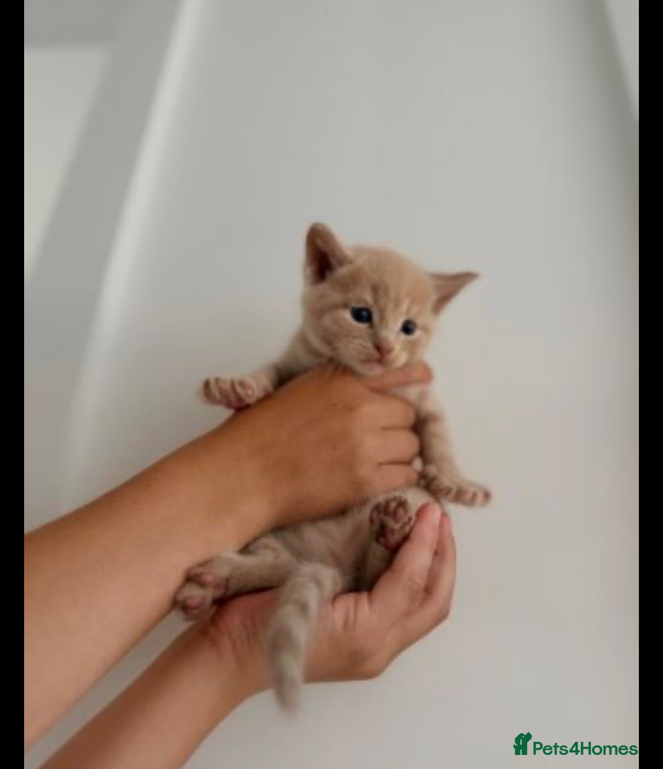 Maine Coon cats Beautiful Ginger Kitten Boy – Ready for New Home - Advert 18