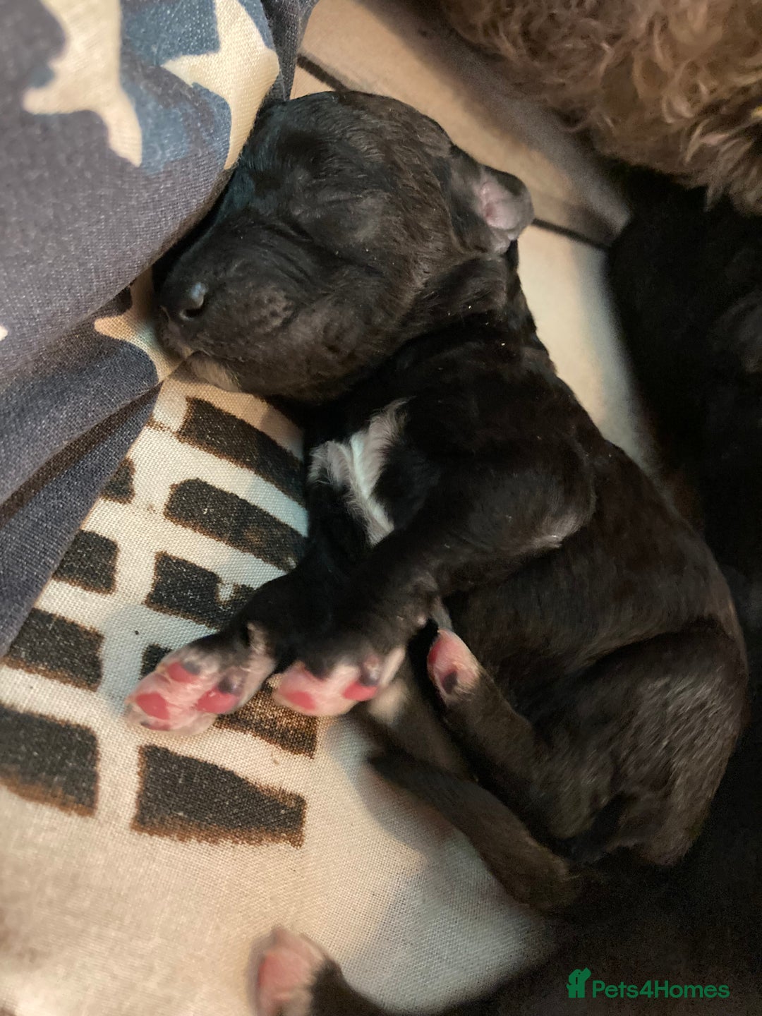 Bedlington Terrier dogs for sale: KC Registered Bedlington Terrier Pups - Image 4