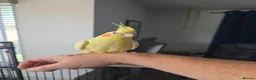 Cockatiels birds for sale: Friendly Hand Tame Cockatiel + Full Setup (Cage) - Advert 2