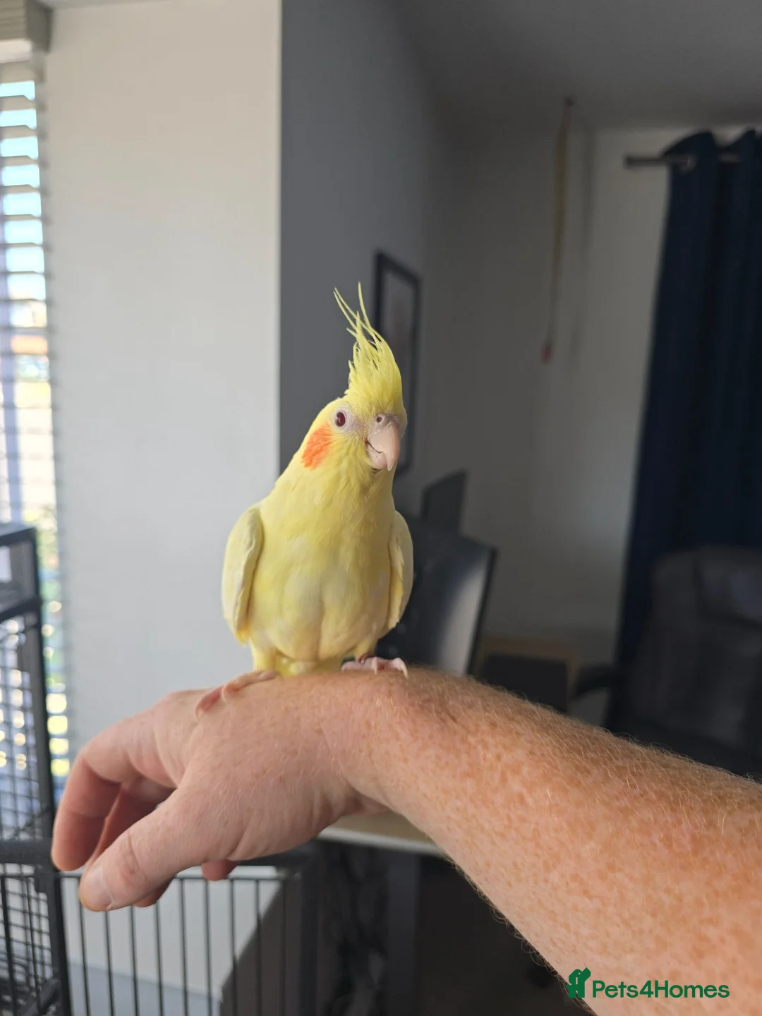 Cockatiels birds for sale: Friendly Hand Tame Cockatiel + Full Setup (Cage) - Advert 2