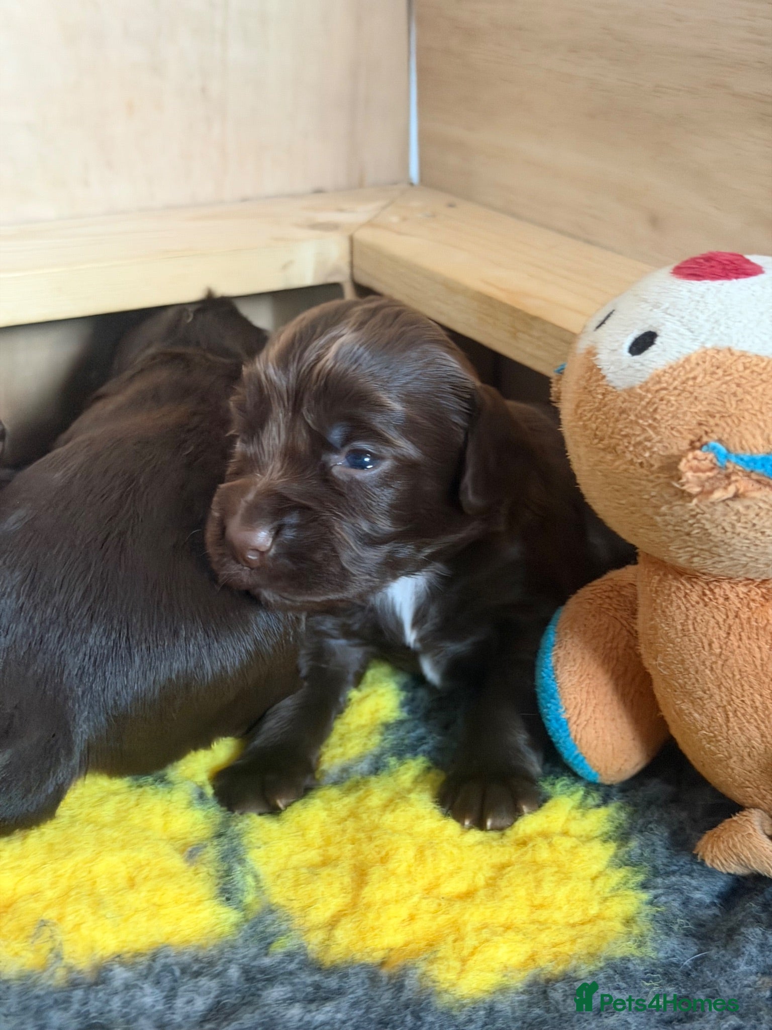Cocker Spaniel dogs 🐾 8 Chocolate Working Cocker Spaniel Puppies  🐾 - Advert 8