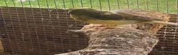 Canaries birds for sale: Beautiful Canaries Looking For A New Home in Ipswich - Advert 3