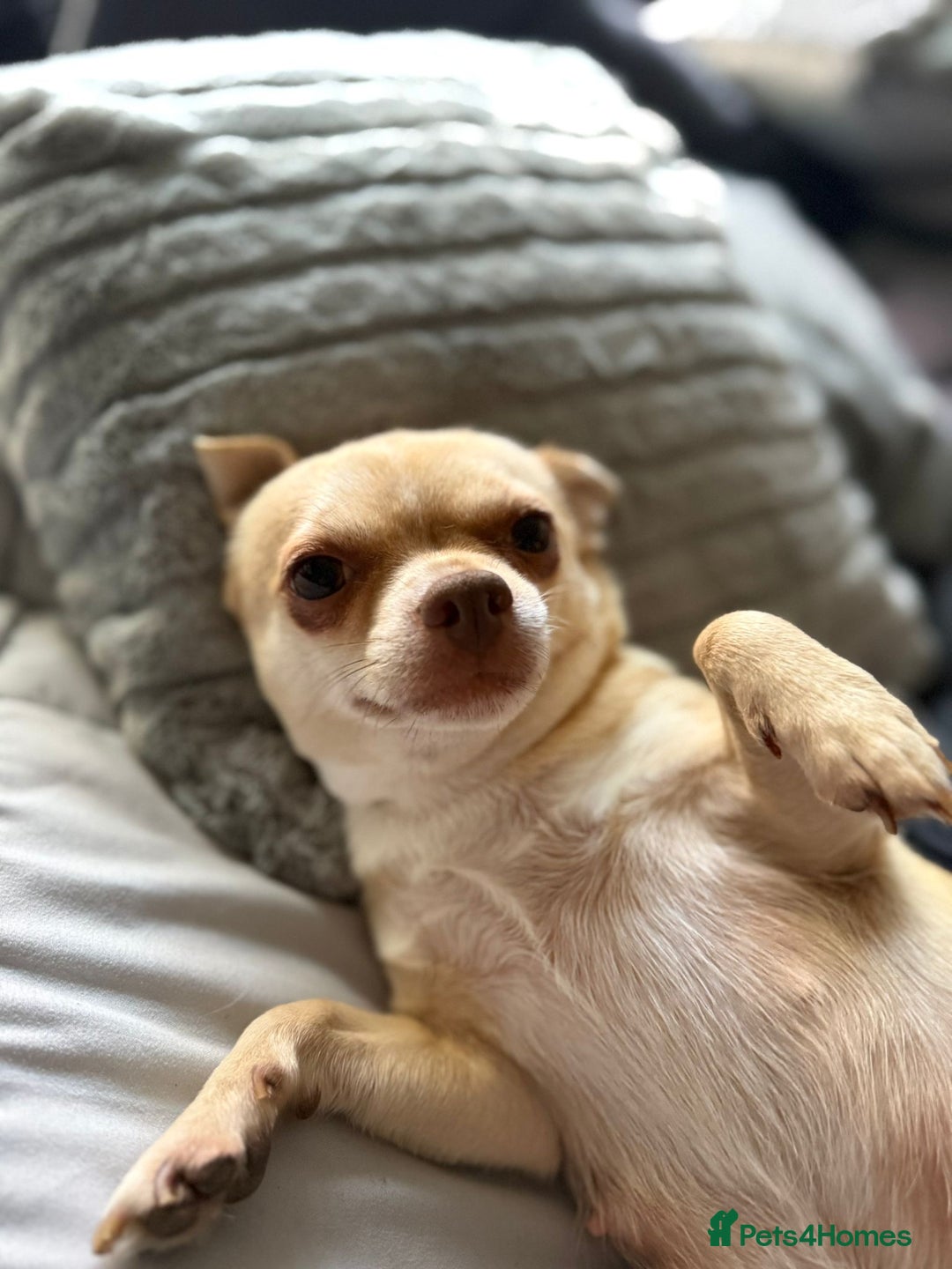 Chihuahua dogs for sale: Puppies chihuahuas 1 boy and 2 little princesses  - Image 7