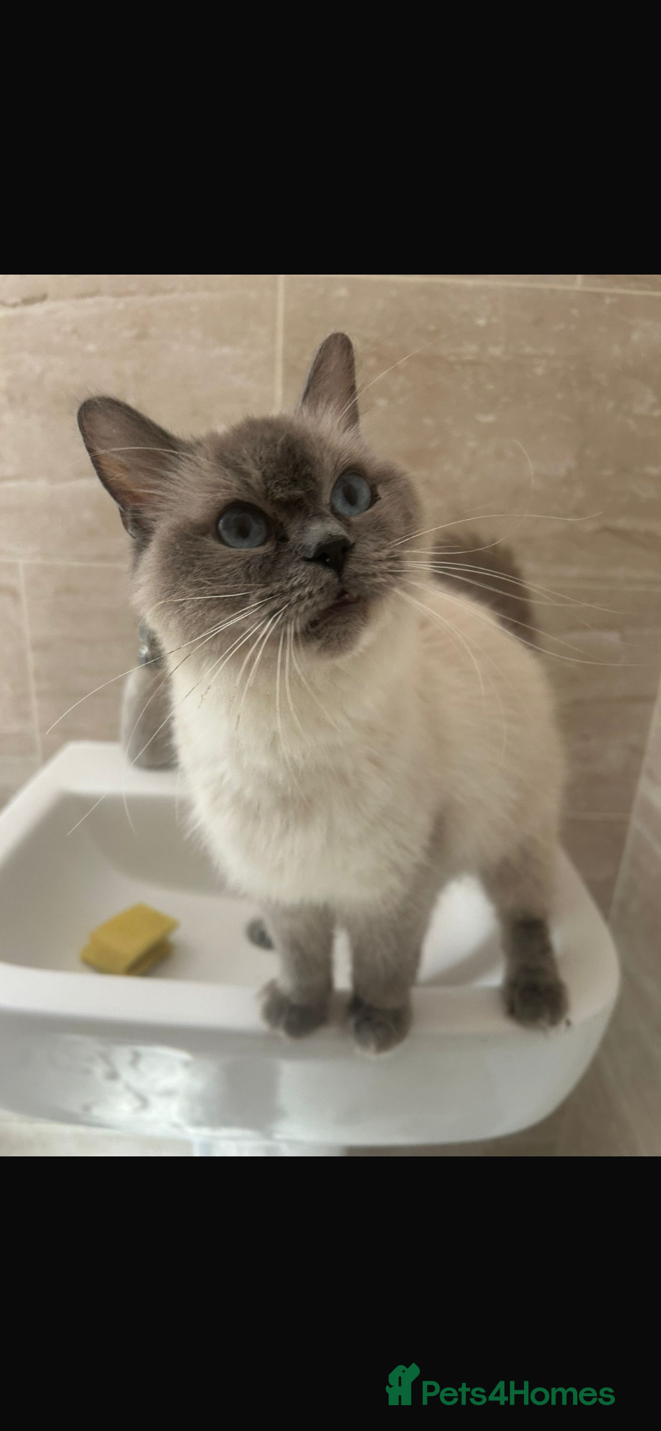 Ragdoll cats for sale: Pure Ragdoll Kittens 4 Females, 2 Males - Advert 1