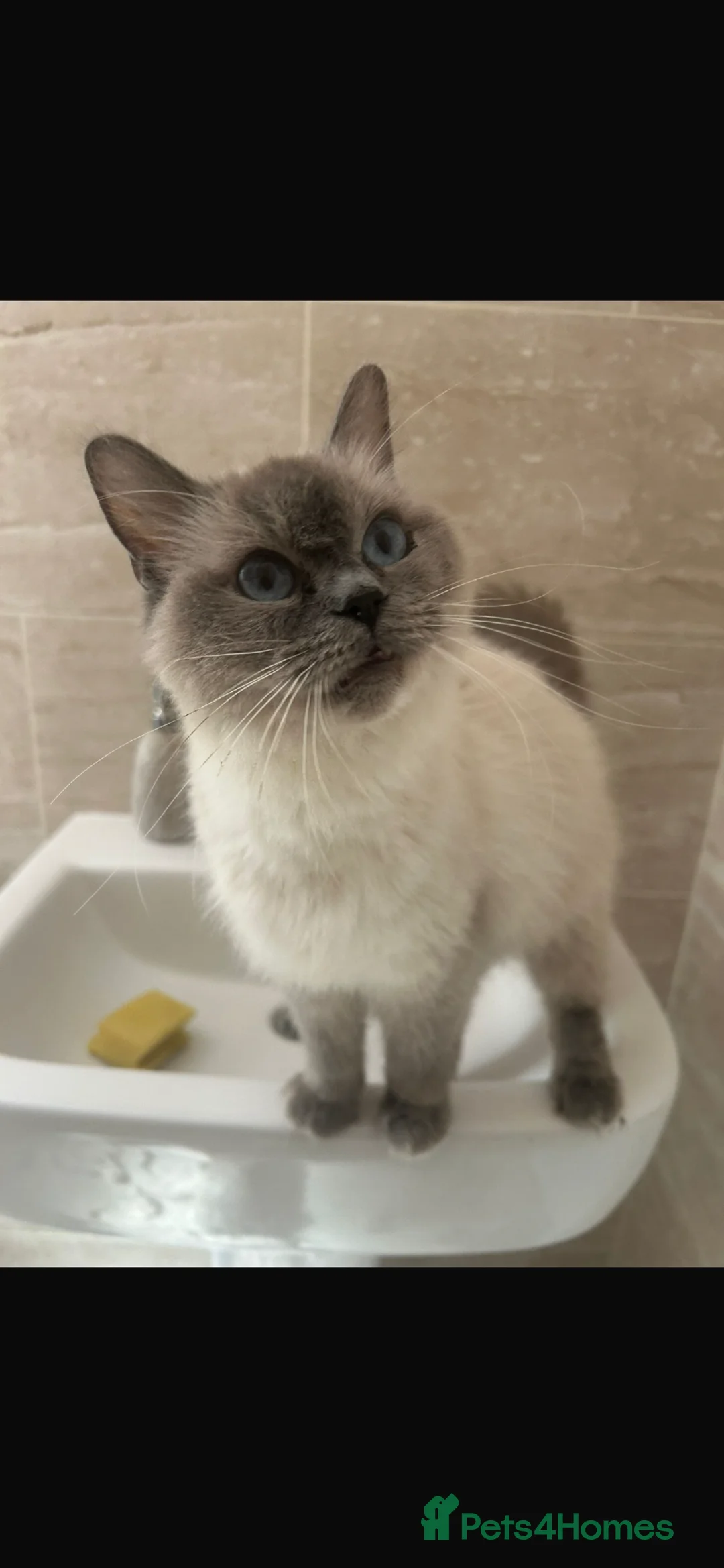 Ragdoll cats for sale: Pure Ragdoll Kittens 4 Females, 2 Males - Advert 1
