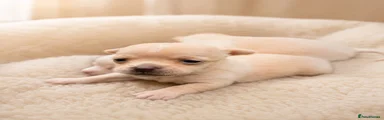 Chihuahua 2