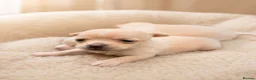 Chihuahua dogs for sale: Stunning short haired chihuahua  - Advert 6