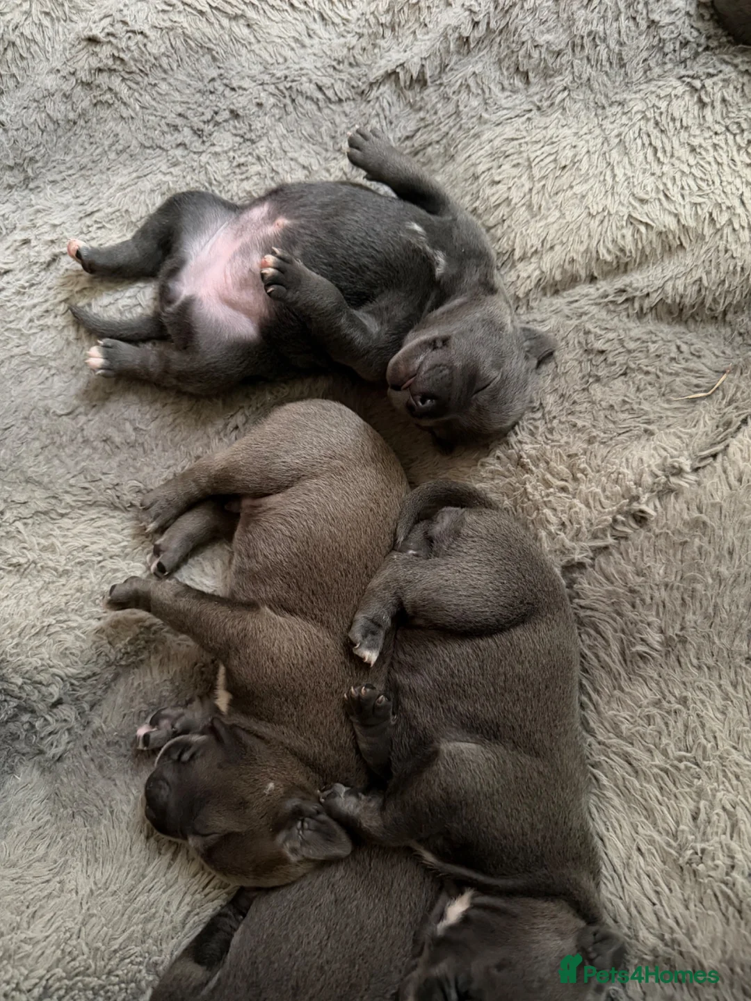 Staffordshire Bull Terrier dogs for sale: Beautiful KC Staffordshire Bull Terrier Puppies ❤️ - Advert 1