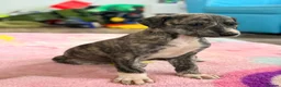 Mixed Breed dogs for sale: My beautiful Salukis puppy’s  - Advert 8