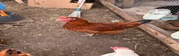 Chickens poultry for sale: Bovan brown and white star  in Romford - Advert 1