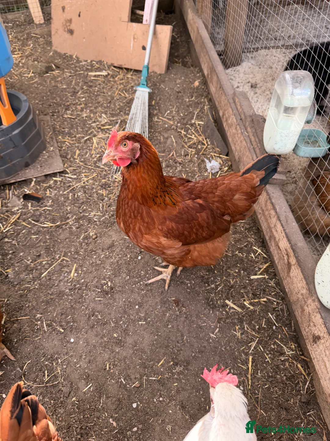 Chickens poultry for sale: Bovan brown and white star  in Romford - Advert 1