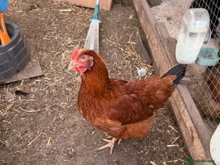 Chickens poultry for sale: Bovan brown and white star - Advert 1