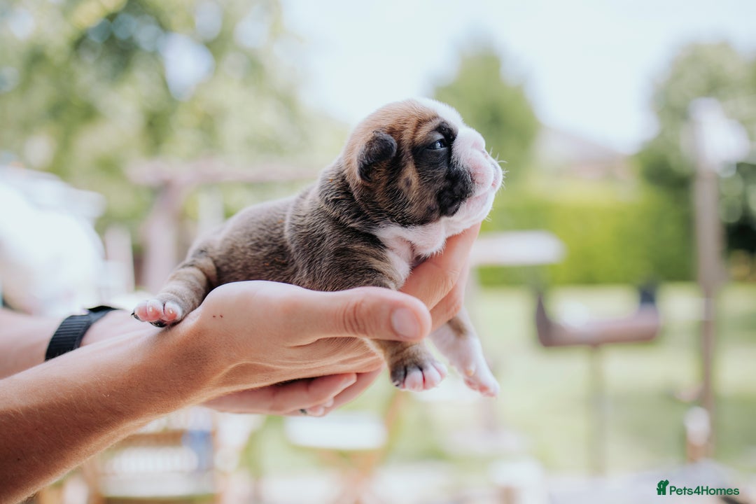 English Bulldog dogs for sale: Stunning litter of  English bulldog puppies - Image 15