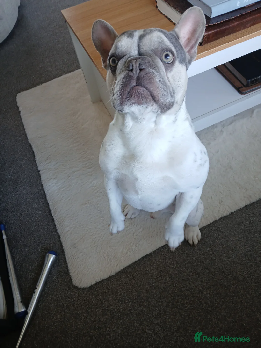 French Bulldog dogs for sale: Affectionate French Bulldog - Loving Home Needed - Advert 16