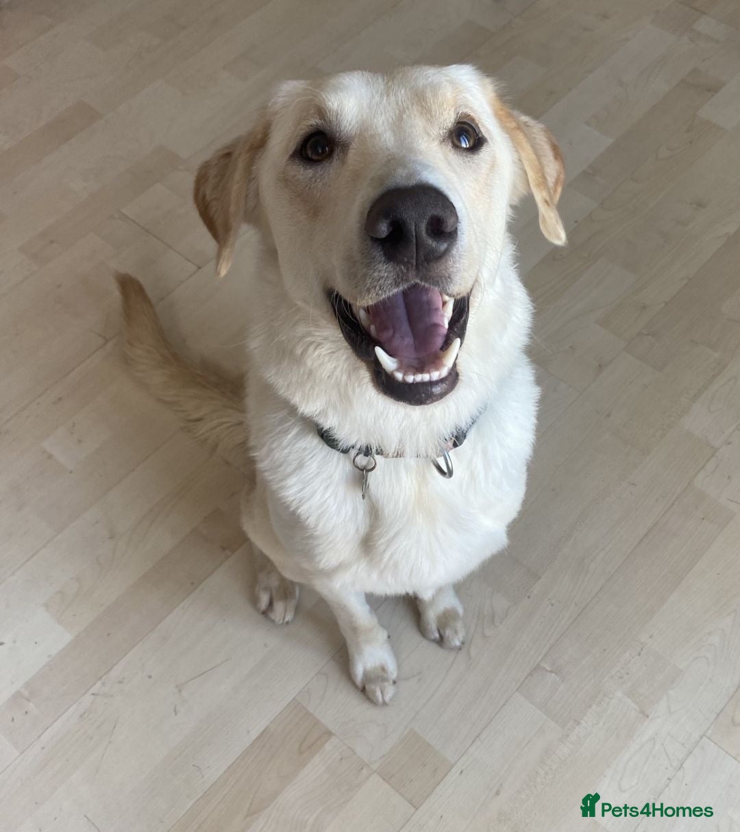 Borador dogs for sale: Bernie - Image 2