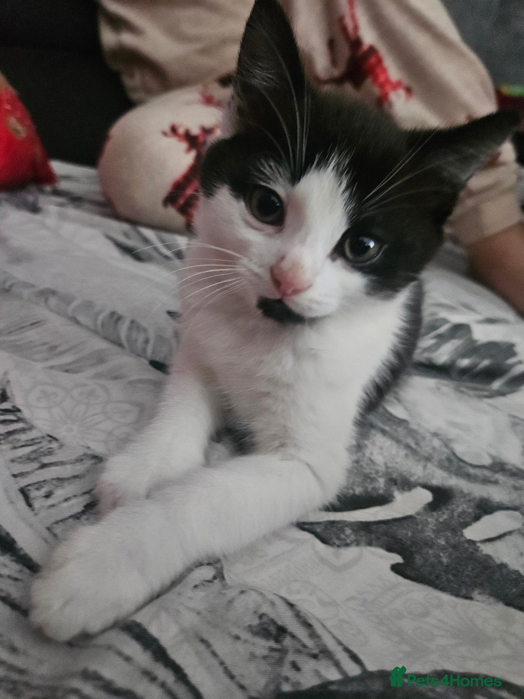 Mixed Breed cats for sale: Distinguish gentleman looking for forever home  - Advert 9