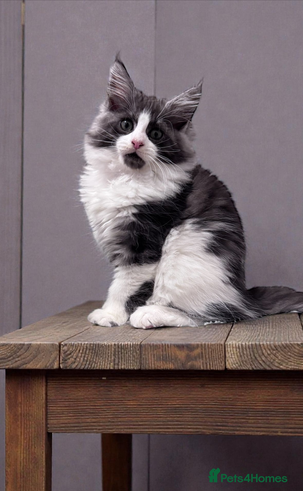Maine Coon cats 🌟🌟Beautiful  Maine Coon kittens 🌟🌟🌟 - Advert 8
