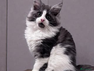 Maine Coon cats 🌟🌟Beautiful Maine Coon kittens 🌟🌟🌟 - Advert 12