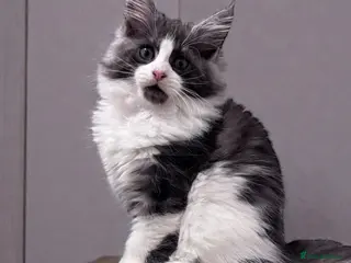 Maine Coon cats 🌟🌟Beautiful Maine Coon kittens 🌟🌟🌟 - Advert 11