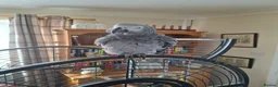 Parrots birds for sale: Frankie african grey parrot  - Advert 2