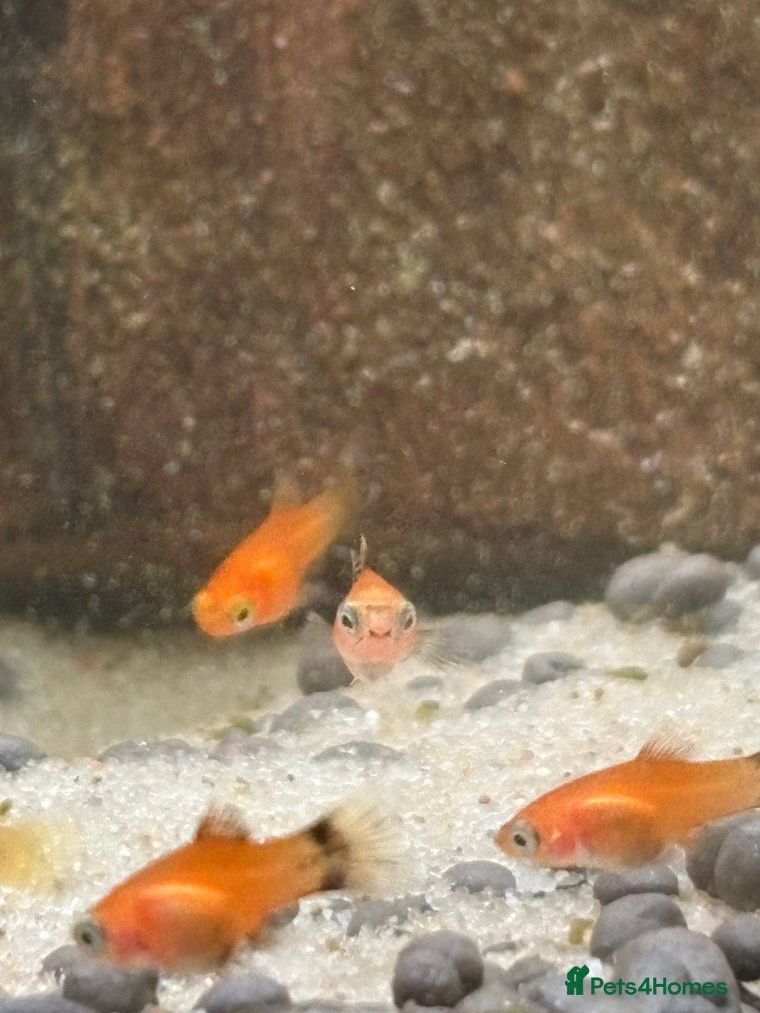 Platies fish for sale: Dwarf platys coral red and sunset  - Image 7