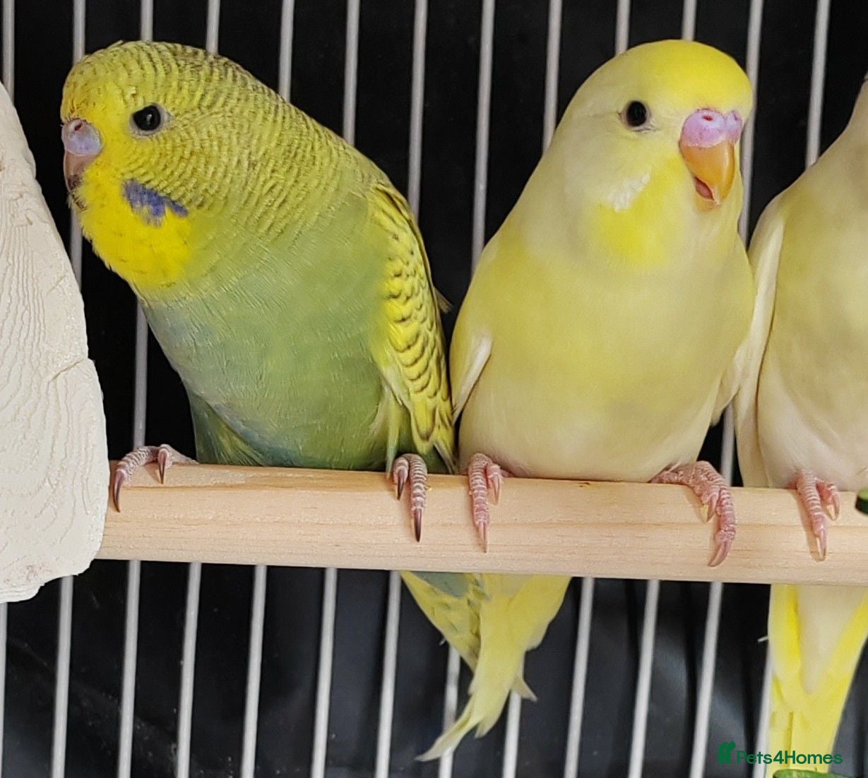 Budgerigars birds Beautiful Baby Budgies  - Advert 1