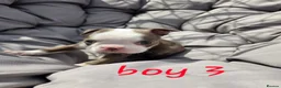 Boston Terrier dogs for sale: Beautiful baby bostons  - Advert 13