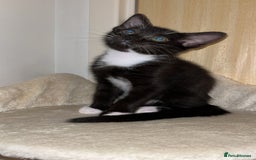 Mixed Breed cats for sale: Adorable kittens ready for loving homes! - Image 24