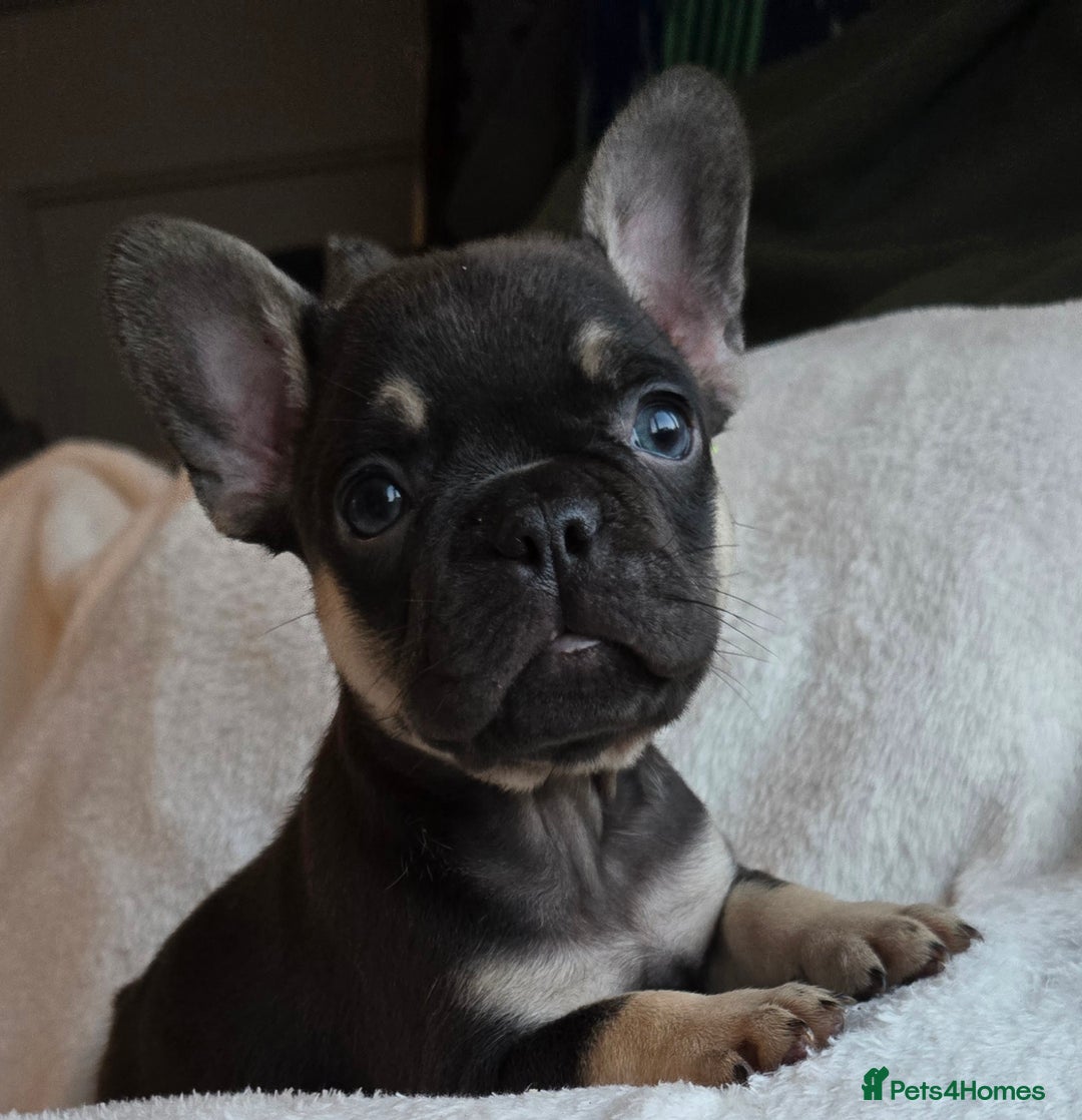 French Bulldog dogs for sale: frenchie pups merle ready now - Image 13