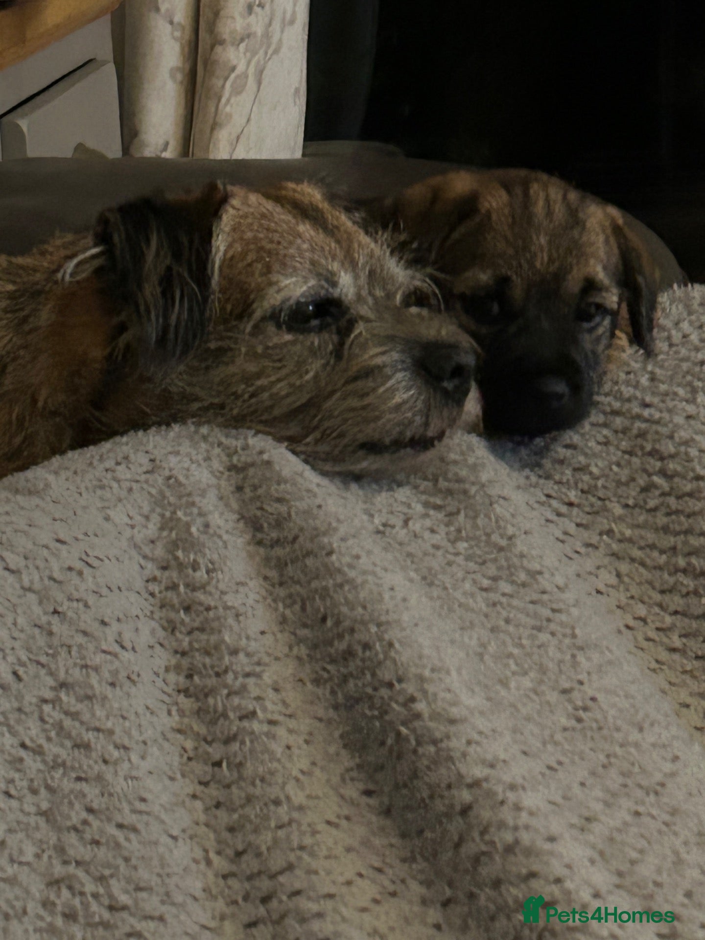 Border Terrier dogs Border Terrier - Advert 1