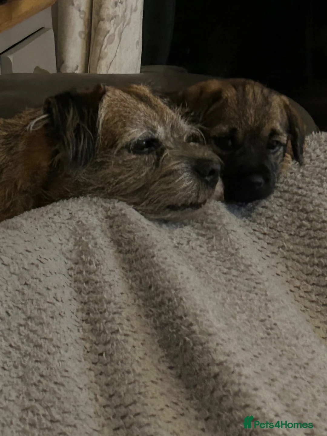 Border Terrier dogs for sale: Border Terrier in Bordon - Advert 1