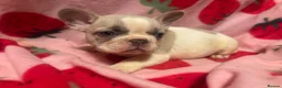 French Bulldog dogs for sale: KC French Bulldog puppies  - Advert 6