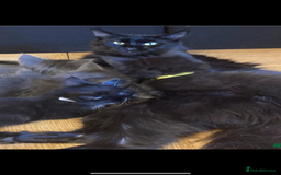 Maine Coon cats for sale: Kitten for sale - Image 2