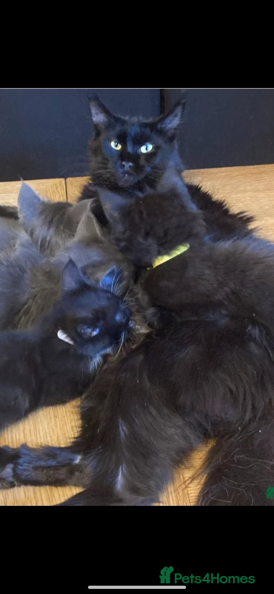 Maine Coon cats for sale: Kitten for sale - Image 2