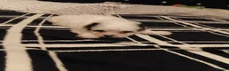 Bichon Frise dogs for sale: Bischon frize - Advert 8