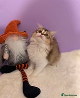 Siberian cats - Advert 1