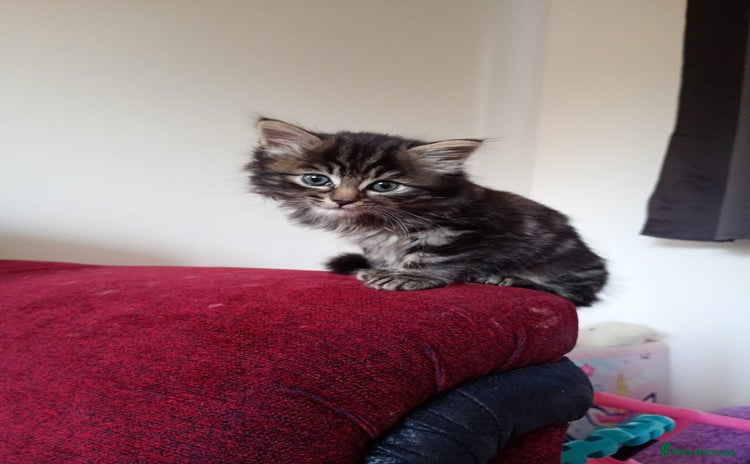 Mixed Breed cats - Advert 1