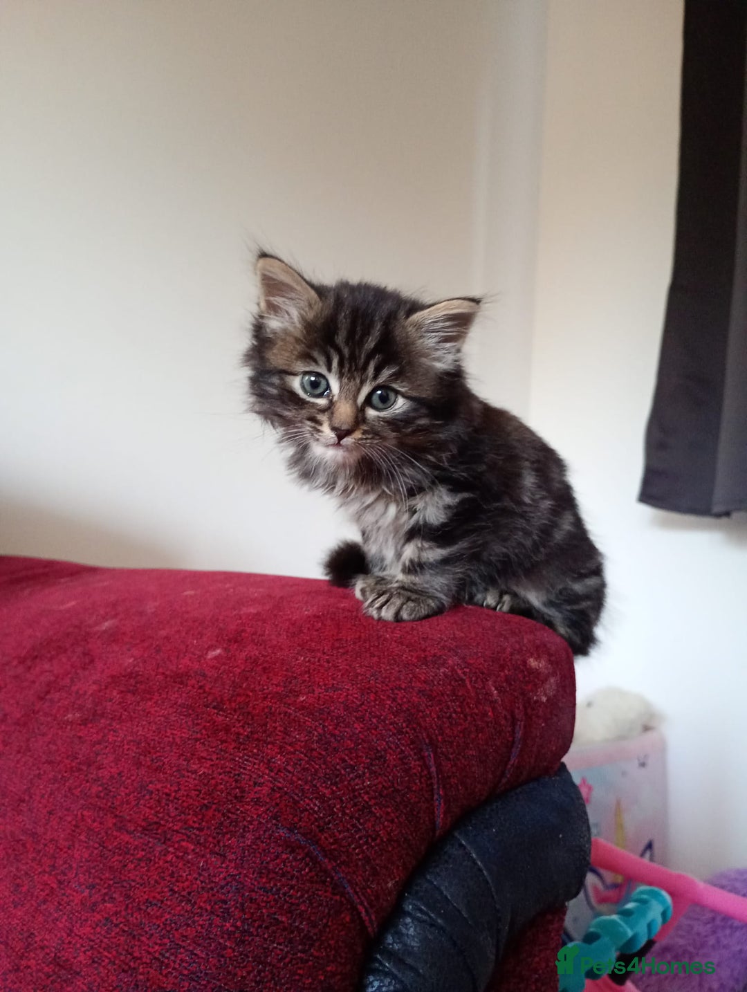 Mixed Breed cats for sale: Tabby grey kitten for sale - Image 1