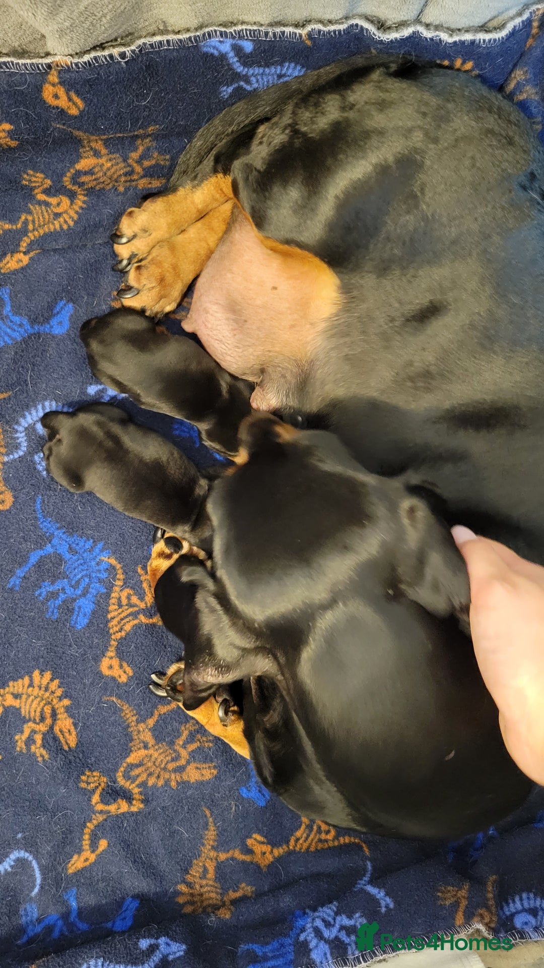 Dachshund dogs for sale: Kc Standard  dachshund - Advert 2