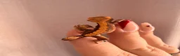 Gecko reptiles for sale: Crested Gecko Babies - Advert 11