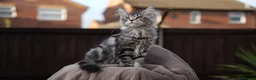Maine Coon cats for sale: XL Pedigree Maine coon kittens - Advert 8