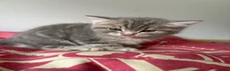 British Shorthair cats for sale: British shorthair kittens for sale - Advert 12