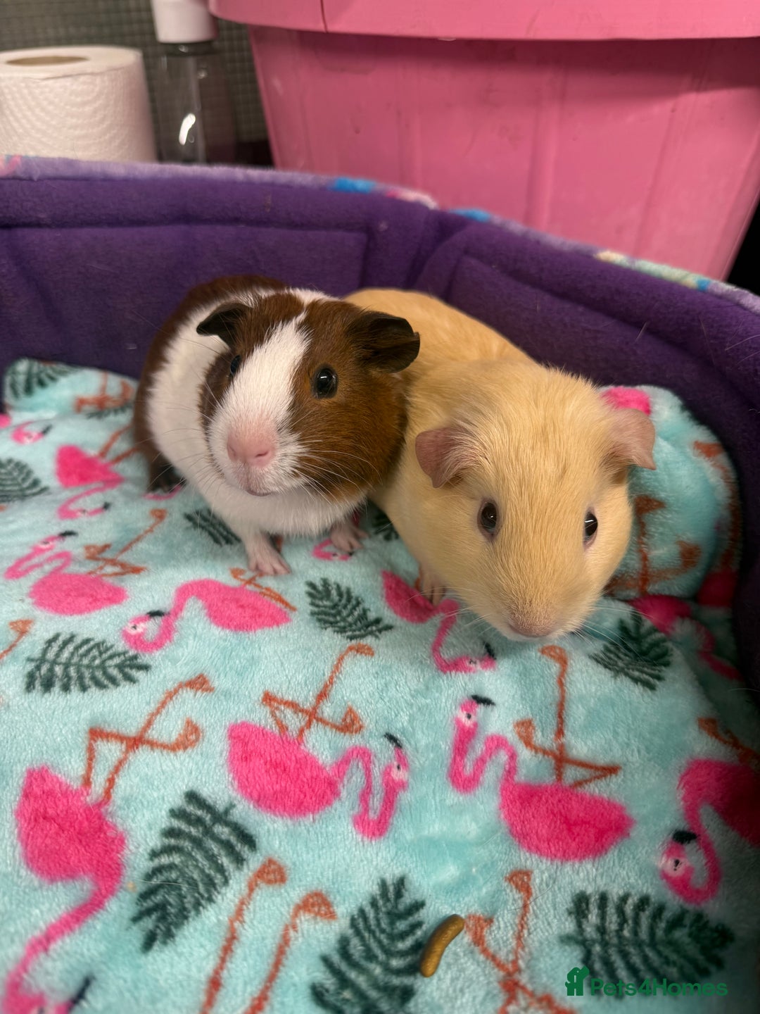 Guinea Pig rodents for sale: Super sweet purebred baby guinea pigs  - Advert 1