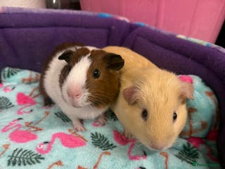 Guinea Pig rodents Super sweet purebred baby guinea pigs - Advert 1