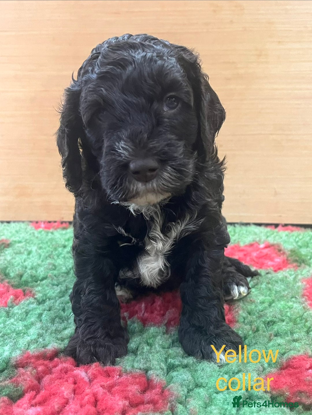 Cockapoo dogs for sale: Beautiful cockapoo puppies! - Advert 3