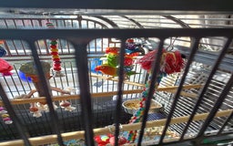 Lovebirds birds for sale: Lovebirds  - Image 6